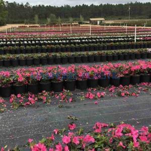 Weed barrier fabric factory, landscape fabric manufacturer