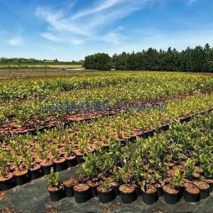 How to Choose Weed Mat for Garden?