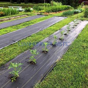 Weed Barrier for Garden & the Best Types for Vegetable Garden