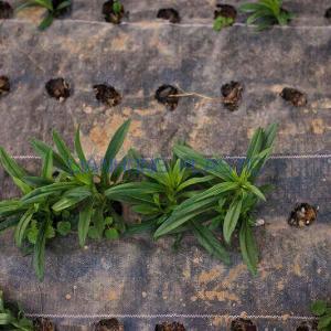 How to Install Landscape Fabric Around Existing Bushes and Trees